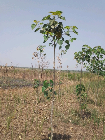 tree
