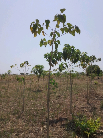 tree