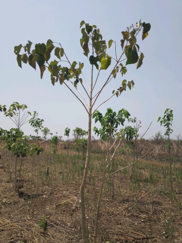 tree