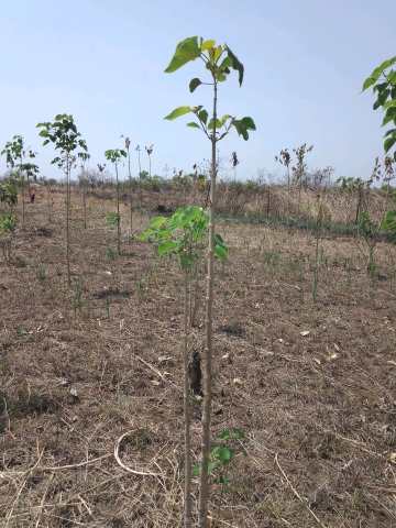 tree