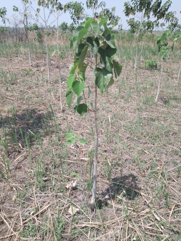tree