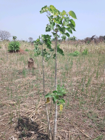 tree
