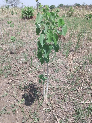 tree