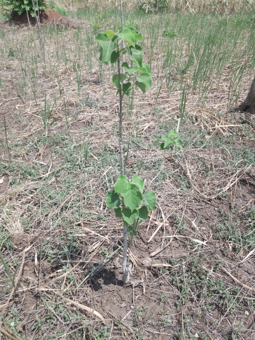 tree