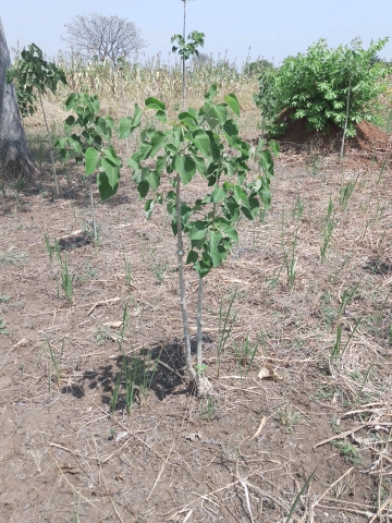 tree