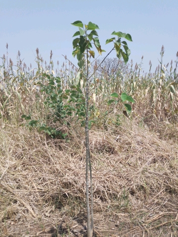tree
