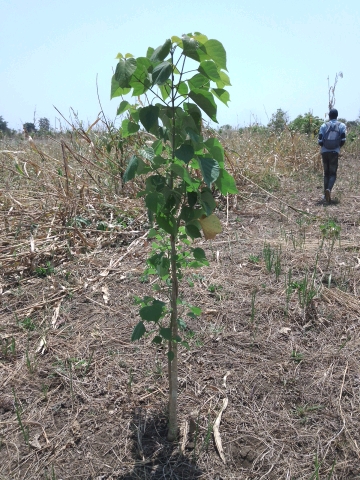 tree