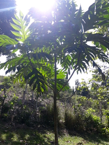 tree