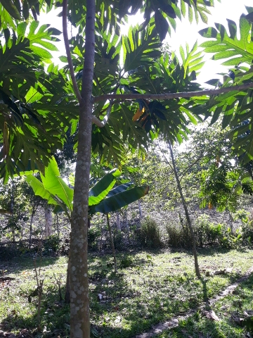 tree