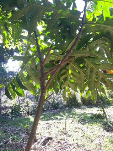 tree