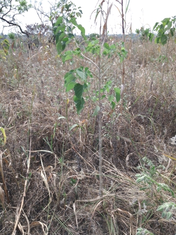 tree