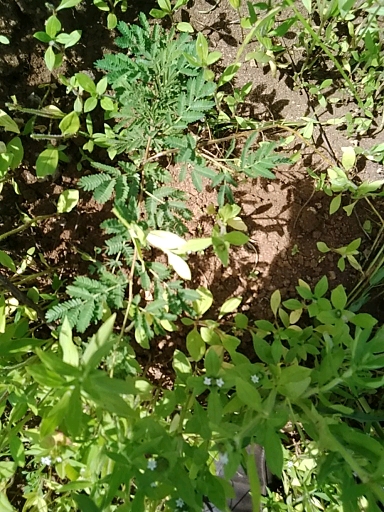 tree