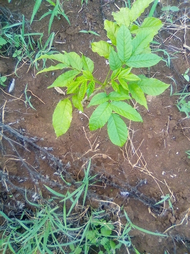 tree