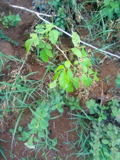 tree