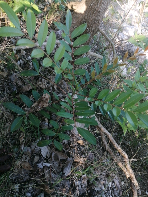 tree