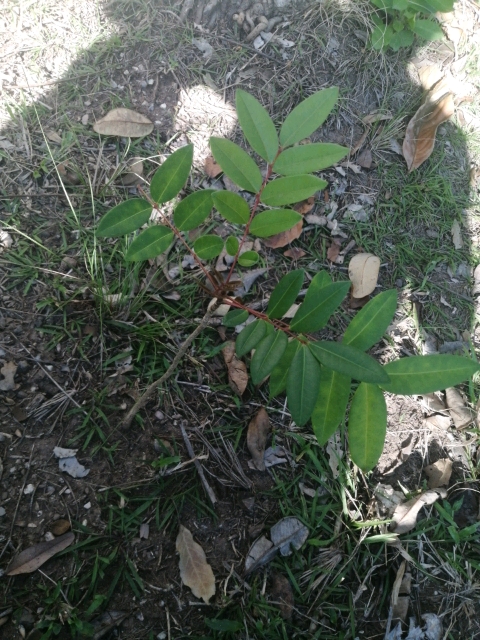 tree