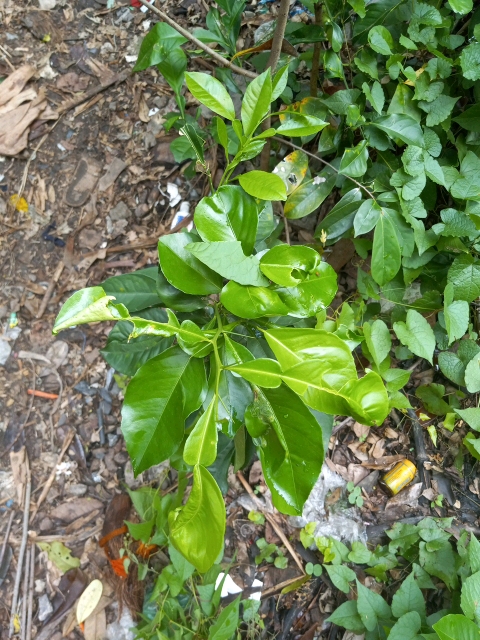 tree