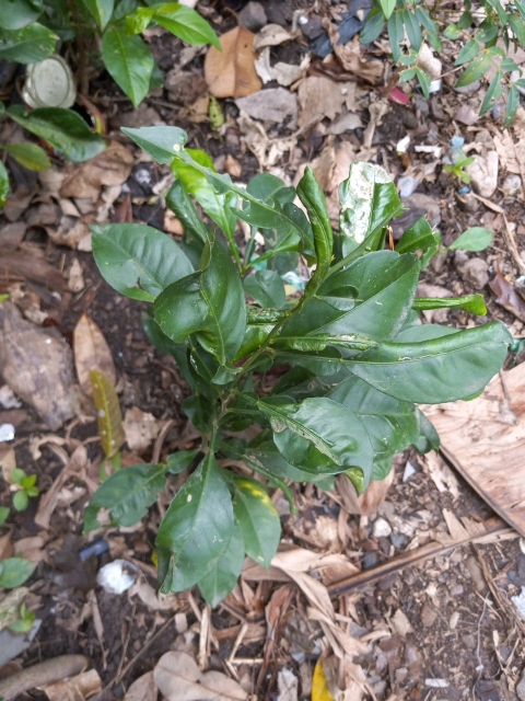 tree