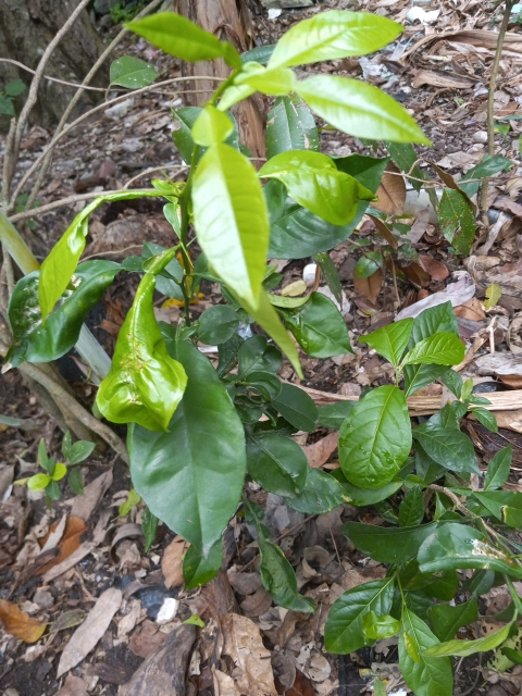 tree