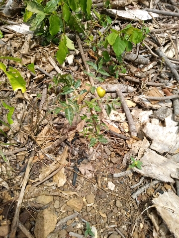 tree