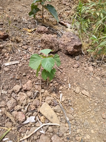 tree