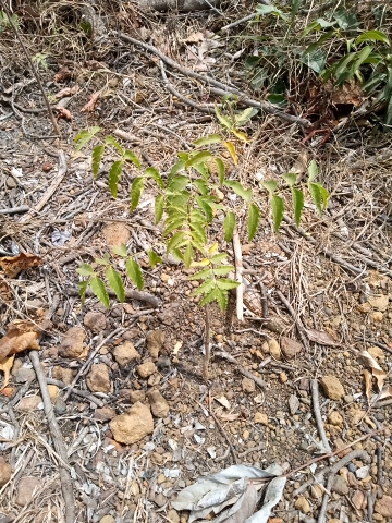 tree