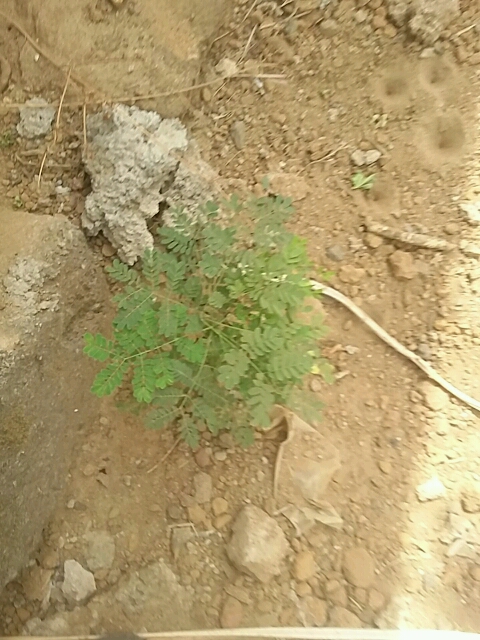 tree