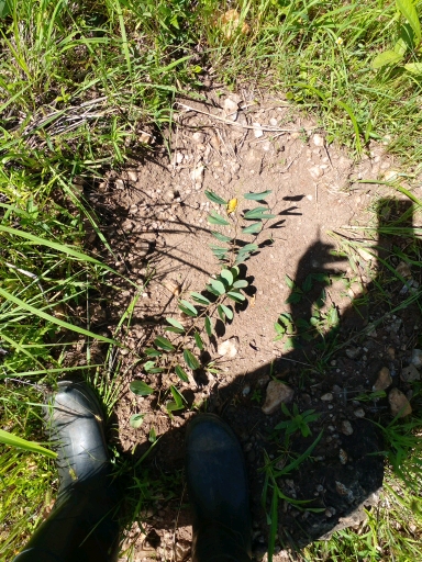 tree