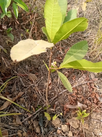 tree