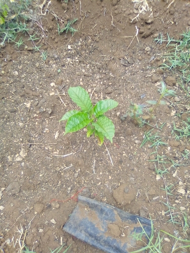 tree