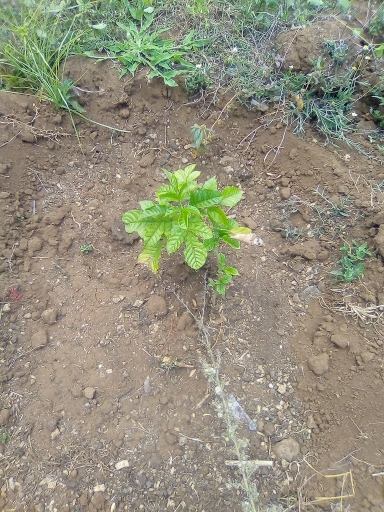 tree