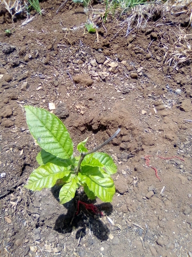 tree
