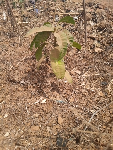 tree