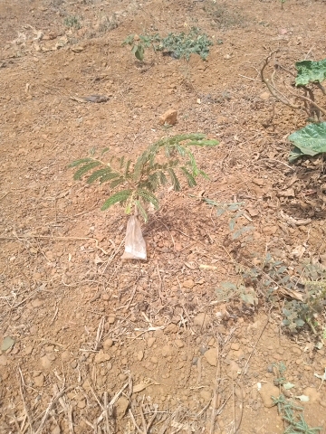 tree