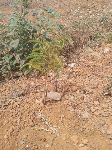 tree