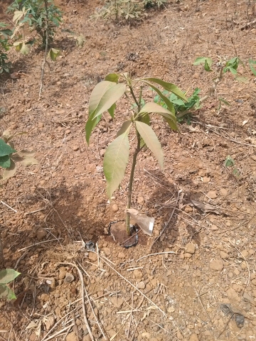 tree