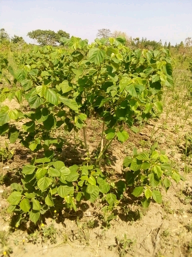tree