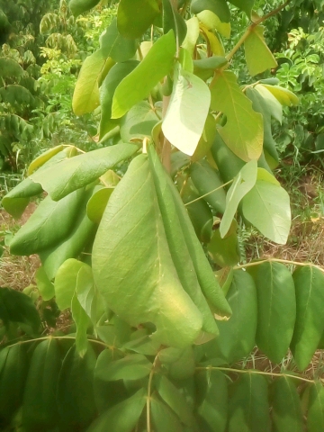 tree