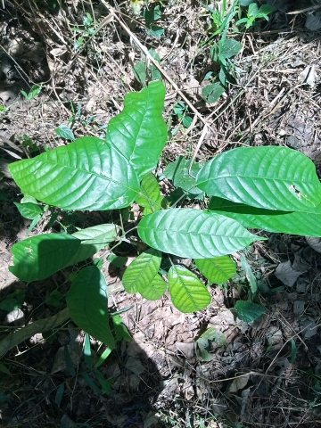tree