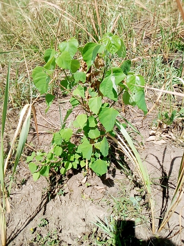 tree