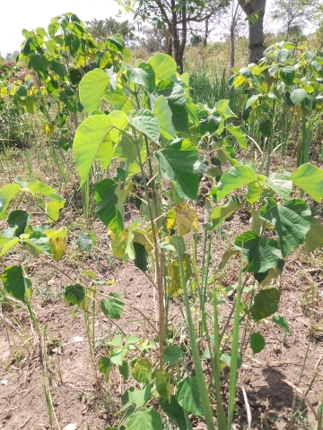 tree