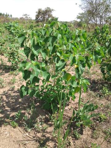 tree