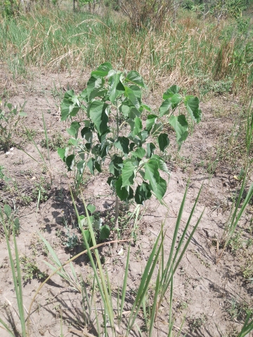 tree