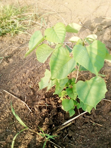 tree