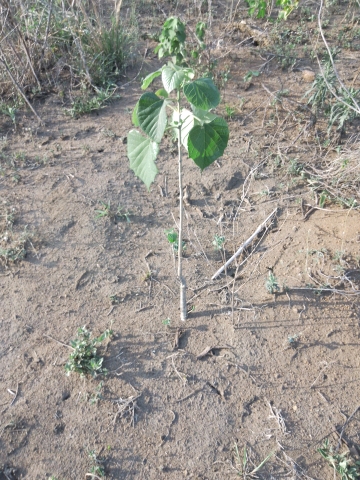 tree