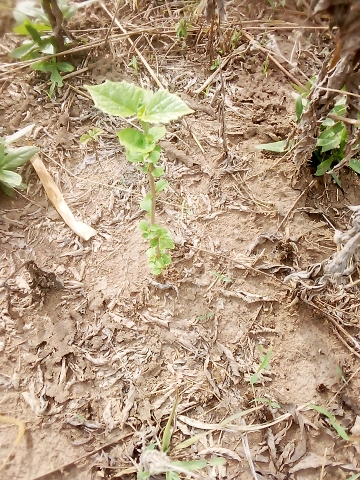 tree