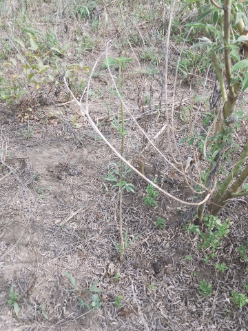 tree