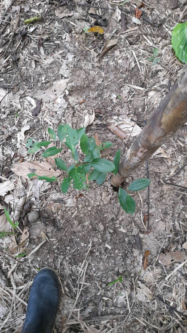 tree