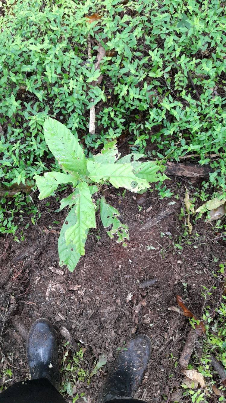 tree