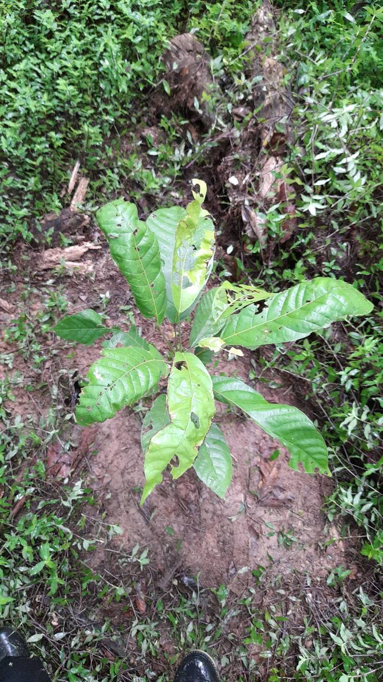 tree